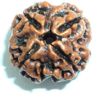 चार मुखी रुद्राक्ष