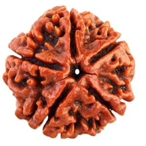 पंचमुखी रुद्राक्ष