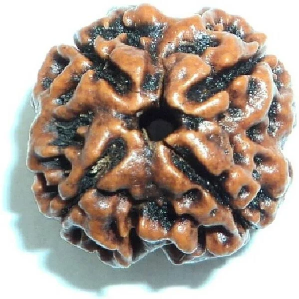 चार मुखी रुद्राक्ष